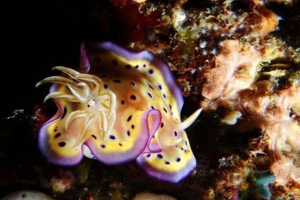 可愛呆萌的海兔，美出天際的海兔——海兔大全