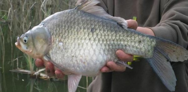 “鯽”得名由來？