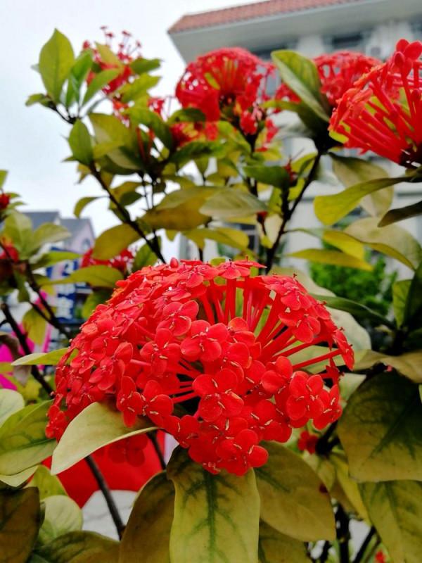 北海散記之花卉篇（下）