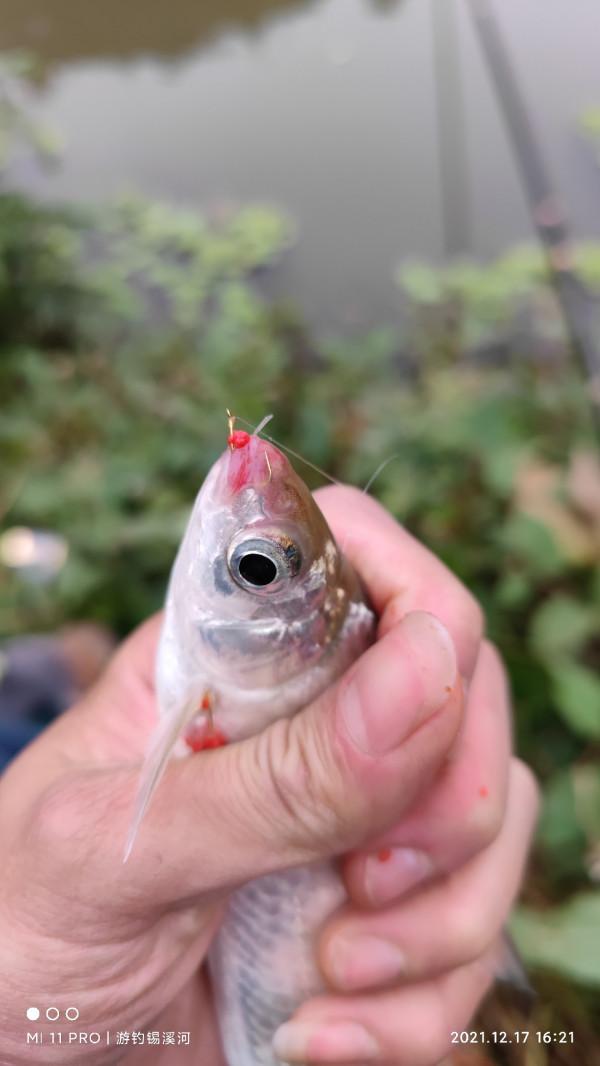 開杆即中目標大板鯽，誰料世事難如願