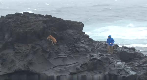 狗狗被主人拋棄卻渾然不知,每天站在岩石上等候,令人心疼不已 狗狗被主人拋棄卻渾然不知,每天站在岩石上等候,令人心疼不已