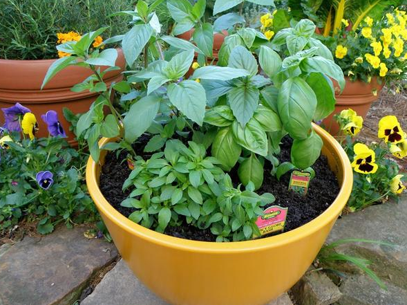 過期小藥片，碾碎澆花一級棒，葉子油亮不生蟲，開花更勁爆