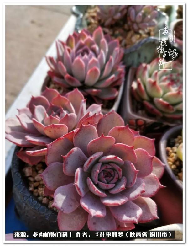 總有一段文字觸動心絃，總有那麼一盆多肉能打動你的心