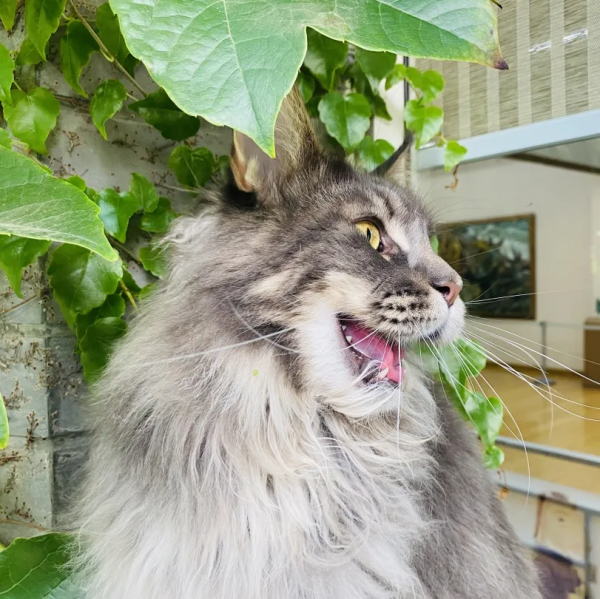 毛森森小朋友的職業規劃 毛森森小朋友的職業規劃