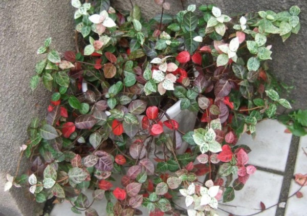 抓住這4點要求，花葉絡石春秋時節粉嘟嘟，冬日紅彤彤，美極了