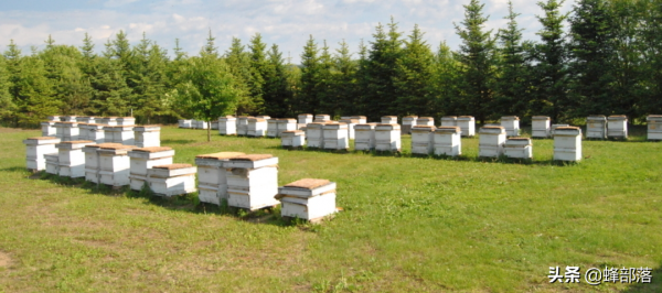 泡沫蜂箱冬暖夏涼造價低，為啥沒被養蜂人大量使用？3利3弊