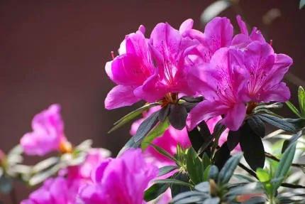 分享——杜鵑花