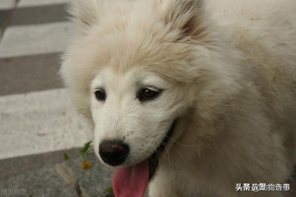 鬼精的流浪狗毛蛋的故事 鬼精的流浪狗毛蛋的故事