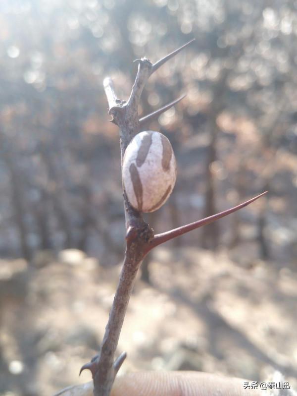 冬至驢行泰山之黃石崖，老平臺，映霞峰，桃花峪東西穿越