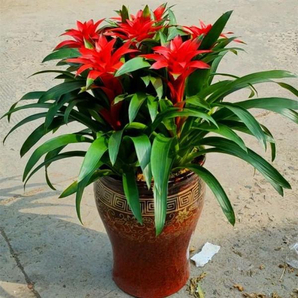 虎年養花就選這四種，漂亮又喜慶，大吉大利，越養越舒心