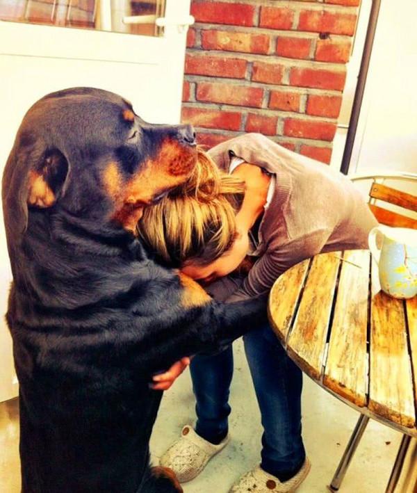 壽命最短的6種狗,它們也許只能陪伴你幾年 壽命最短的6種狗,它們也許只能陪伴你幾年