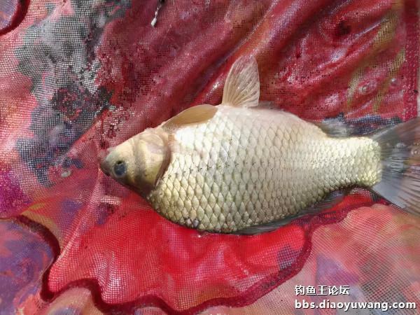 單開腥香，板鯽連竿