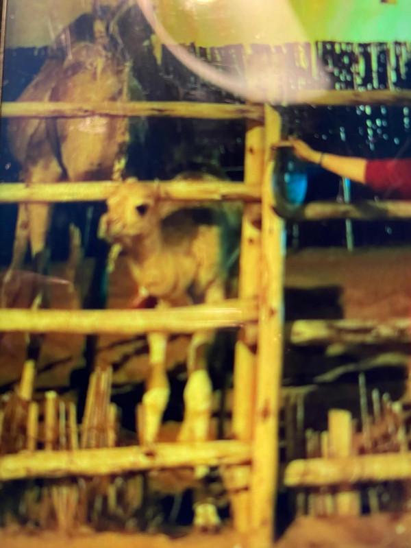 快來欣賞這些可愛的動物們