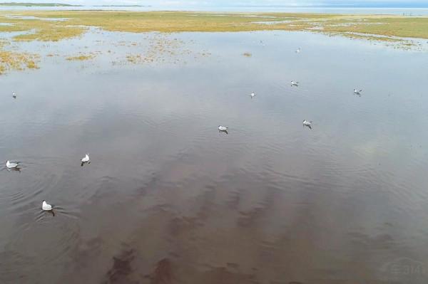 標緻4008環青海長測Day9：鳥島叫“蚊子島”，沿青海沿線達剛察！