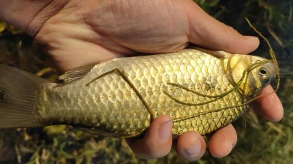 釣魚釣草窩！草窩分三種：金窩、銀窩和狗窩