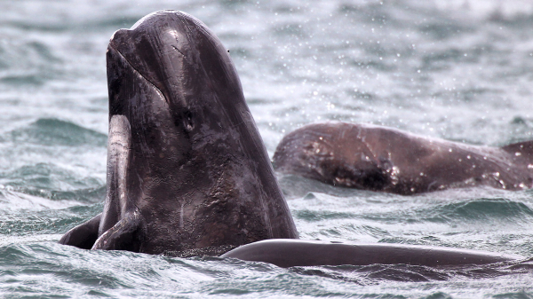 腦洞大開,美國海軍神秘的“樂隊組合”計劃,為何最終放棄? 腦洞大開,美國海軍神秘的“樂隊組合”計劃,為何最終放棄?