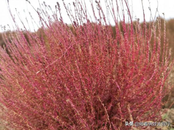 上海花開海上深秋的賞楓之行,醉美楓葉皆秋意,霜葉紅於二月花 上海花開海上深秋的賞楓之行,醉美楓葉皆秋意,霜葉紅於二月花