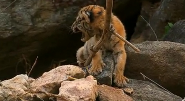 深入虎穴探尋四子之家，拍攝老虎的神秘生活，虎媽和虎崽們的故事