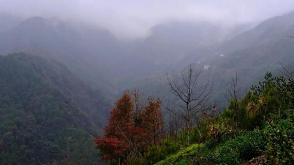 紅旗嶺上秋正濃 紅旗嶺上秋正濃