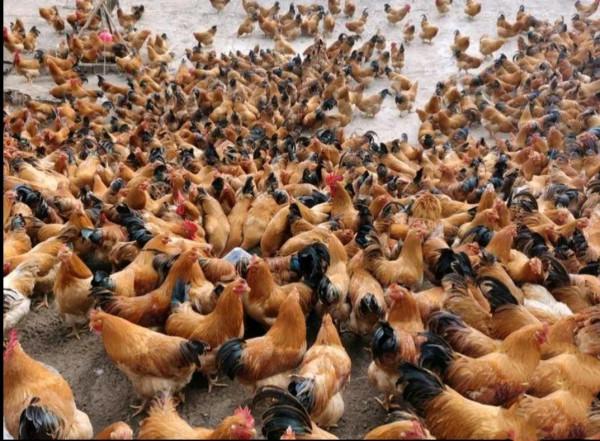 農村老鐵深山養土雞，年賺千萬逆襲成土豪，他是怎樣成功緻富的呢