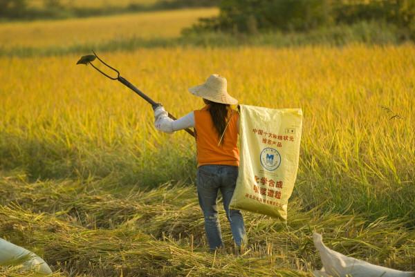 俗話說:“曬穀不曬米,曬米虧不起”,為什麼大米不能曬? 俗話說:“曬穀不曬米,曬米虧不起”,為什麼大米不能曬?