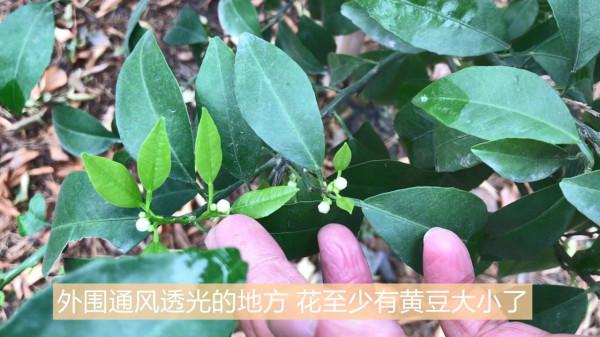 柑橘案例實拍：從來花情況看沃柑不同修剪效果的差別