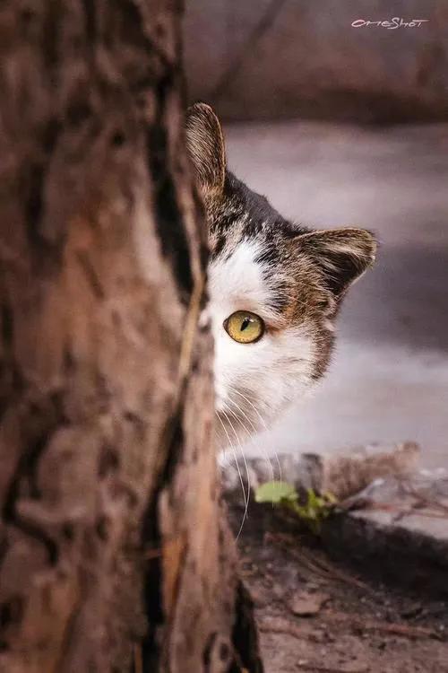 聊齋故事:神 偷 聊齋故事:神 偷