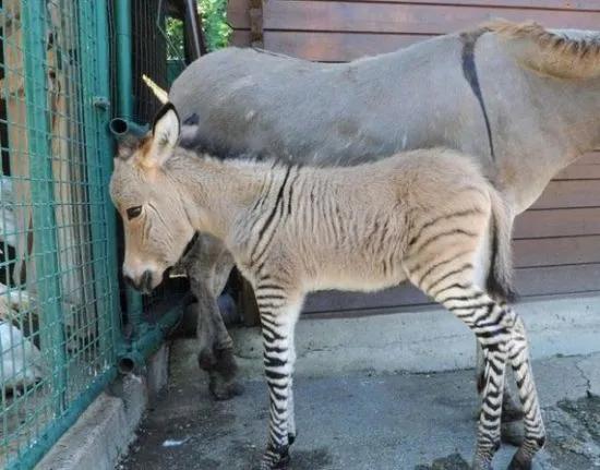 《動物世界千奇百怪》之一 《動物世界千奇百怪》之一