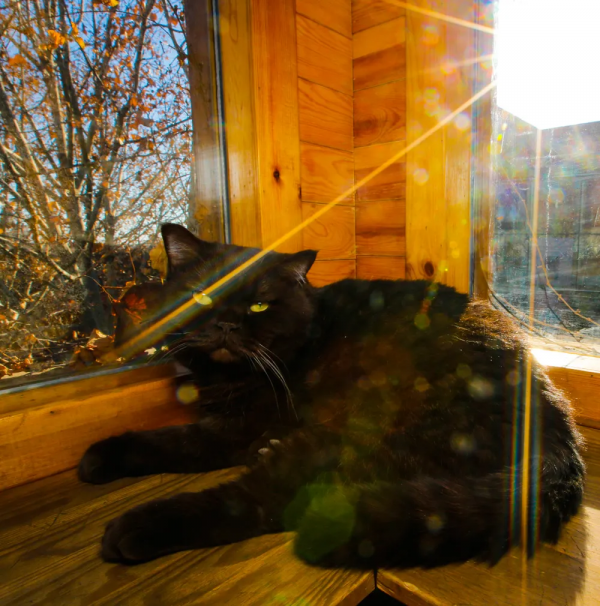 建設藍星,喵來幫忙 建設藍星,喵來幫忙