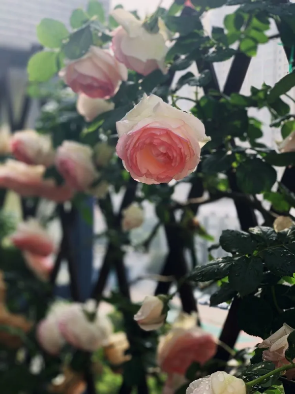 她改造的54㎡露臺花園，一個可在花叢中漫步的秘境，美不勝收