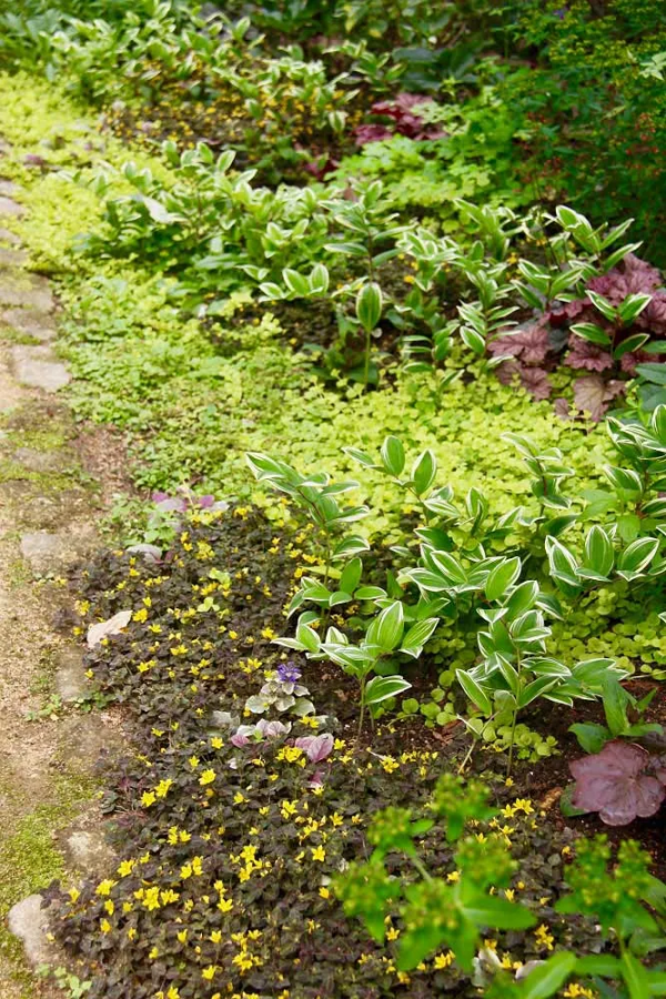 7種最好用的地被植物：豐富花境花園色彩，控制雜草