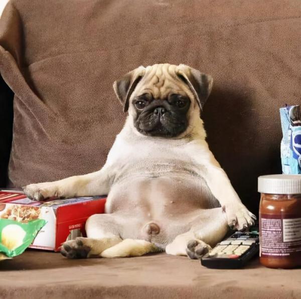 狗狗品種介紹大全！我們應該怎麼挑選適合自己的狗狗？