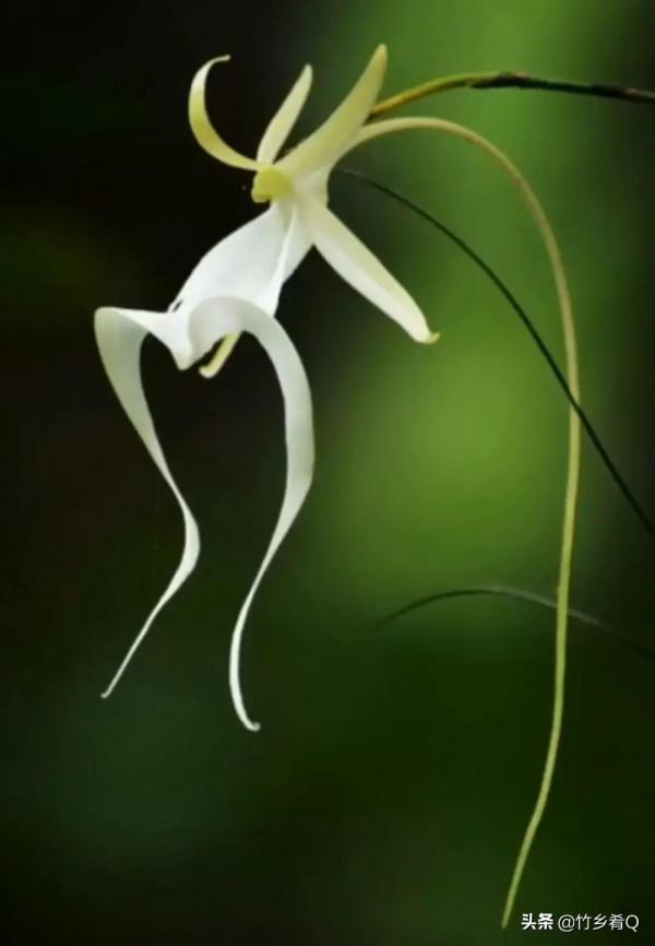 奇形怪狀的漂亮蘭花