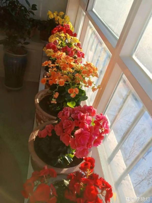 10種“怕曬花”,越曬死越快,半陰地兒反倒長得旺 10種“怕曬花”,越曬死越快,半陰地兒反倒長得旺