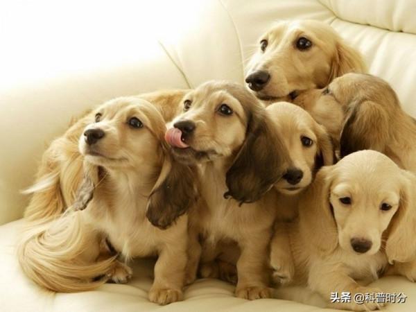 不同動物眼中的世界，看完你還相信我們看到的世界才是真實的嗎？