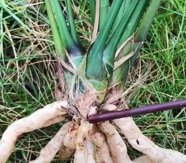 秋季蘭花分苗需要注意哪些問題,這幾方面新手們不容忽視 秋季蘭花分苗需要注意哪些問題,這幾方面新手們不容忽視