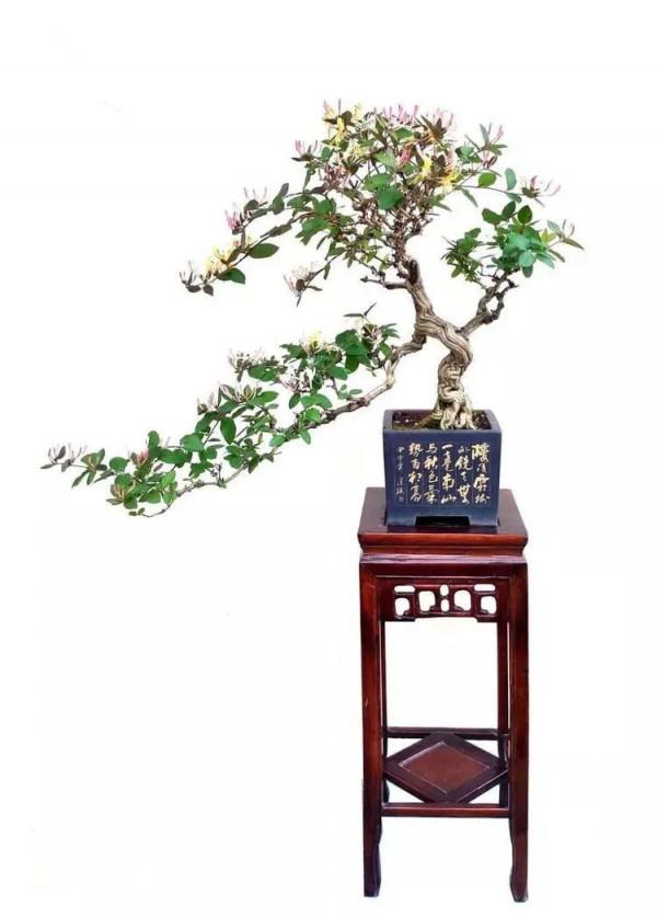 金銀花根系發達,一造型便“立竿見影”,輕鬆獲取盆景製作的歡樂 金銀花根系發達,一造型便“立竿見影”,輕鬆獲取盆景製作的歡樂