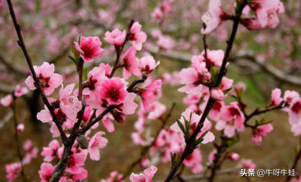 在接下來的幾天裡，3個星座的運氣都很好，有助於擺脫困境