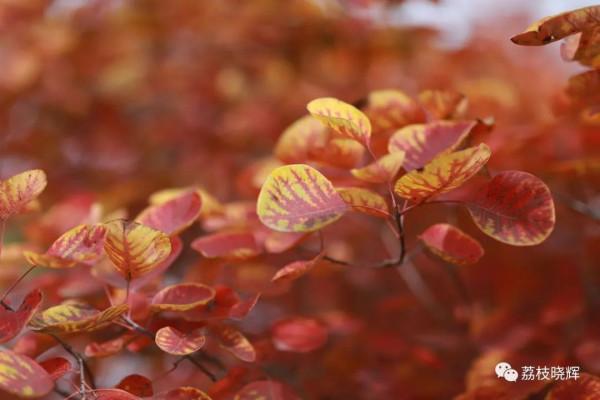 賞紅葉，不能早，也不能晚，時間一定要恰到好處