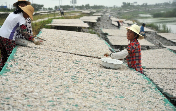 巢湖的隱患:“長江魚庫”散財70年,淤泥引發“營養危機”? 巢湖的隱患:“長江魚庫”散財70年,淤泥引發“營養危機”?