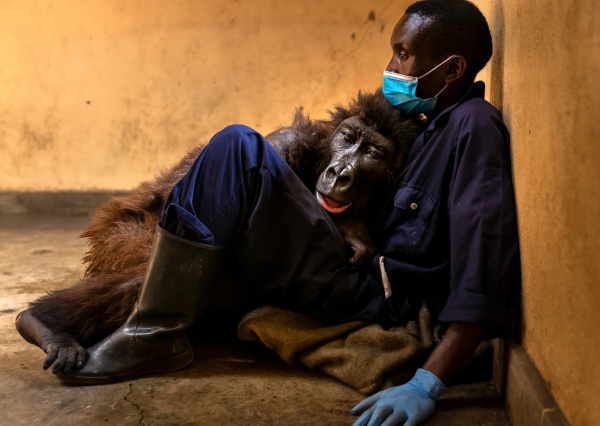 全世界最會凹造型的大猩猩，被“奶爸”呵護14年後，還是去世了