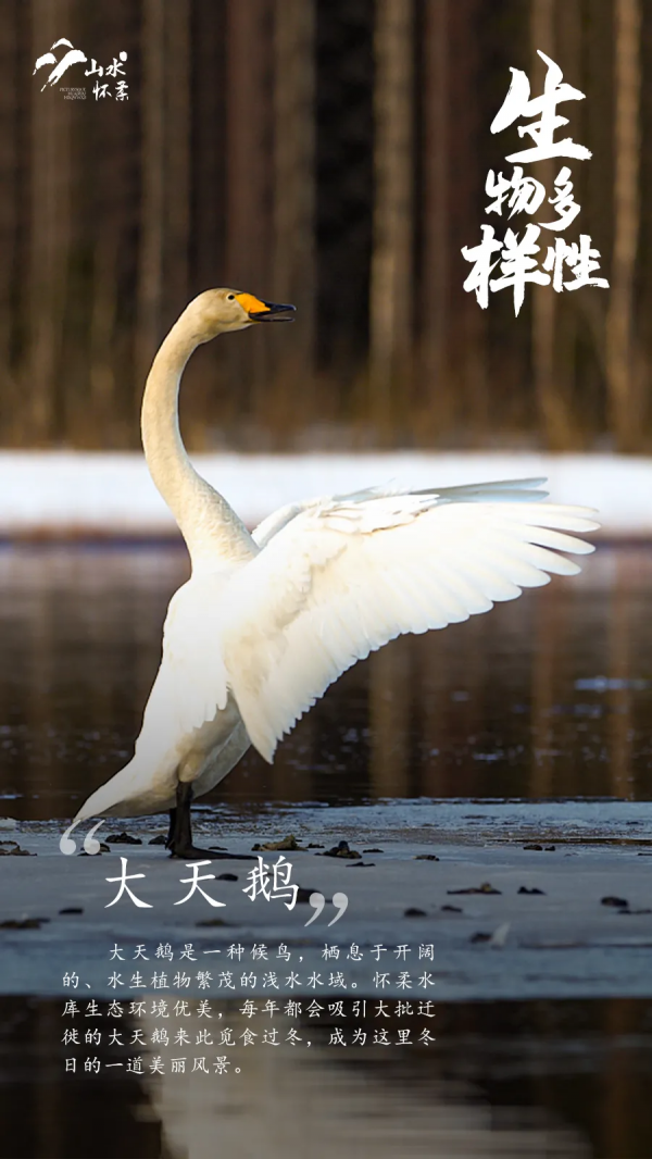 【生物多樣性】這些年我們在懷柔追過的“萌寵”