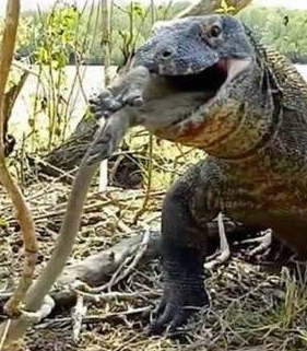 科莫多巨蜥捕獵到進食，基本不耗費什麼體力 簡單粗暴