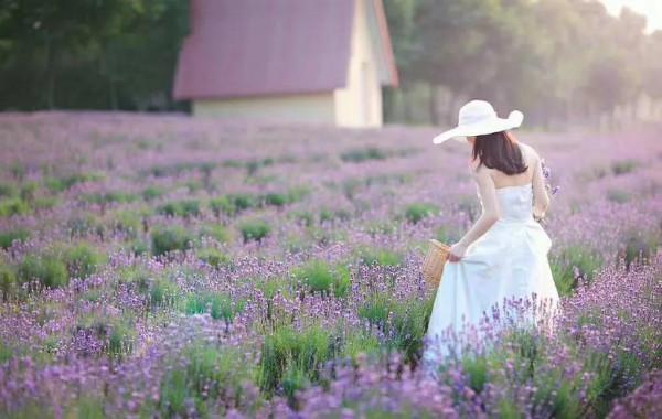 《丁香花》的故事