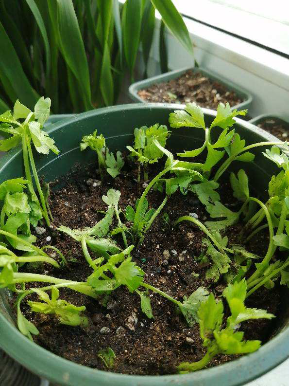 4種蔬菜種在家裡,足不出戶也能養活一家,冬天管夠 4種蔬菜種在家裡,足不出戶也能養活一家,冬天管夠