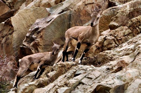 青藏高原上的羊,能在垂直的懸崖上跳躍奔跑,為什麼不能回頭? 青藏高原上的羊,能在垂直的懸崖上跳躍奔跑,為什麼不能回頭?