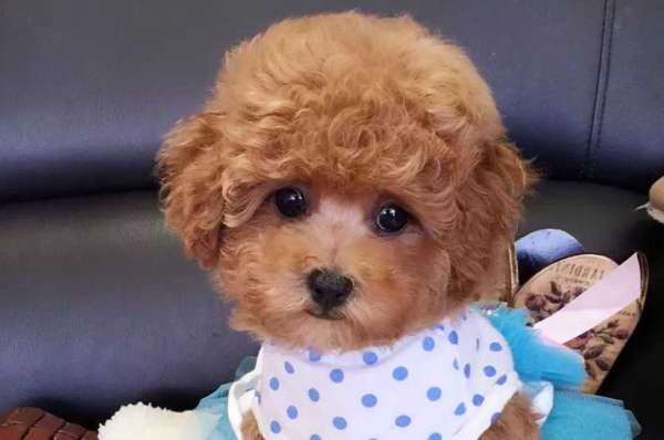 聰明可愛的泰迪也會惹人生氣，懲罰時也要注意方法，別再這樣做了