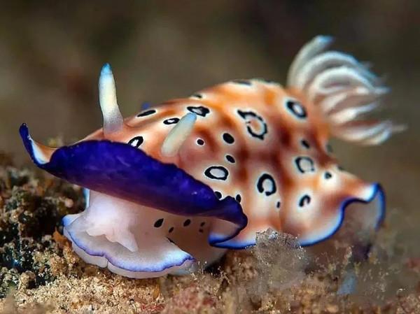 可愛呆萌的海兔，美出天際的海兔——海兔大全