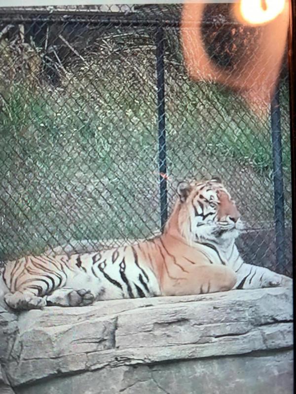 快來欣賞這些可愛的動物們