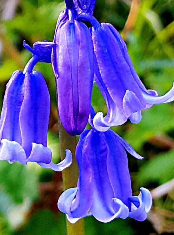 美麗的藍鈴花